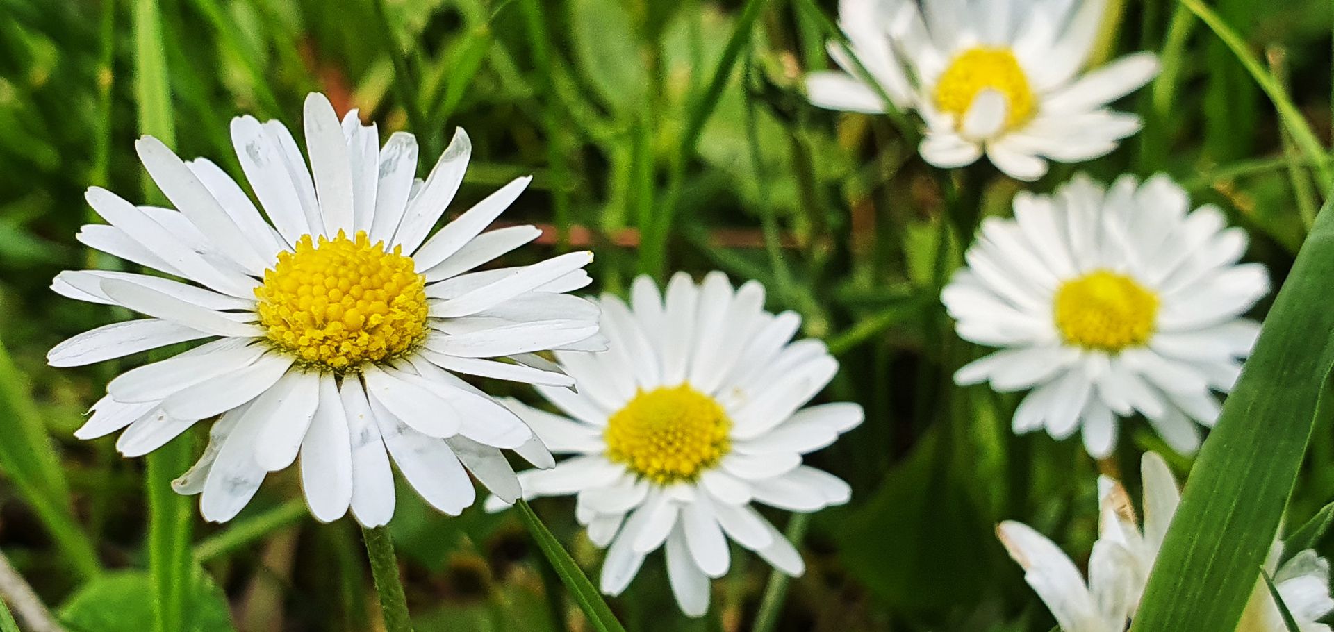 20th of May 2021. Daisies.