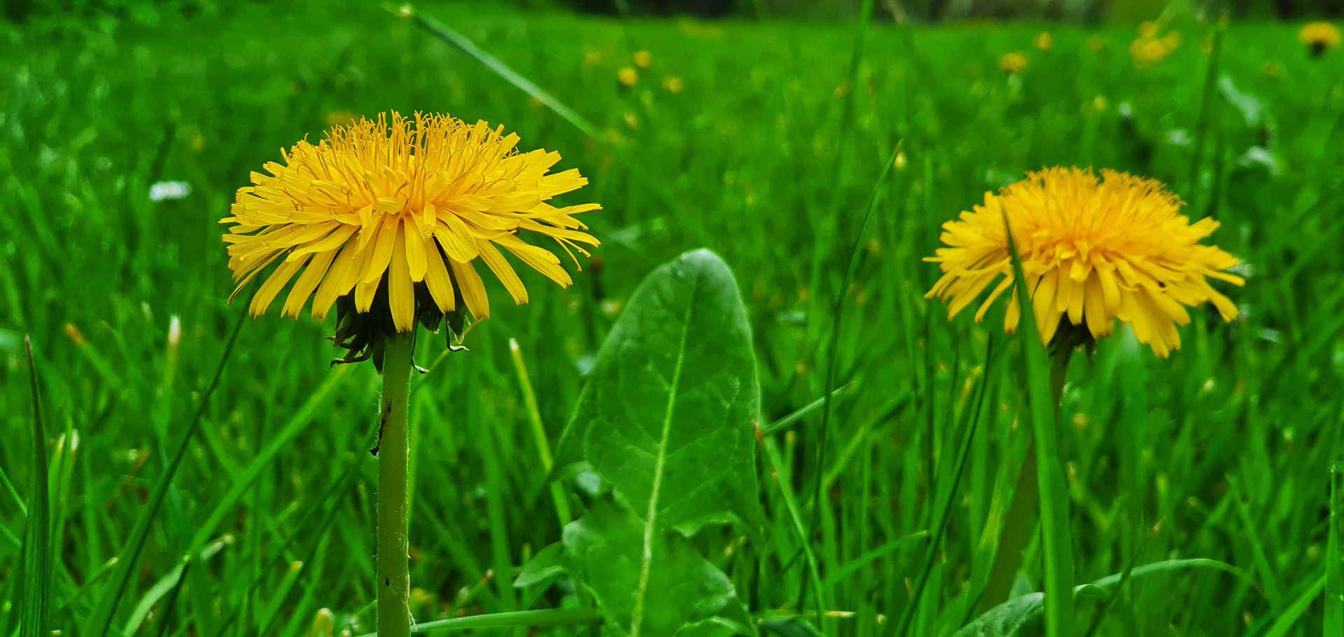 11th of May 2021. Dandelion - in popular Polish - Mlecz.